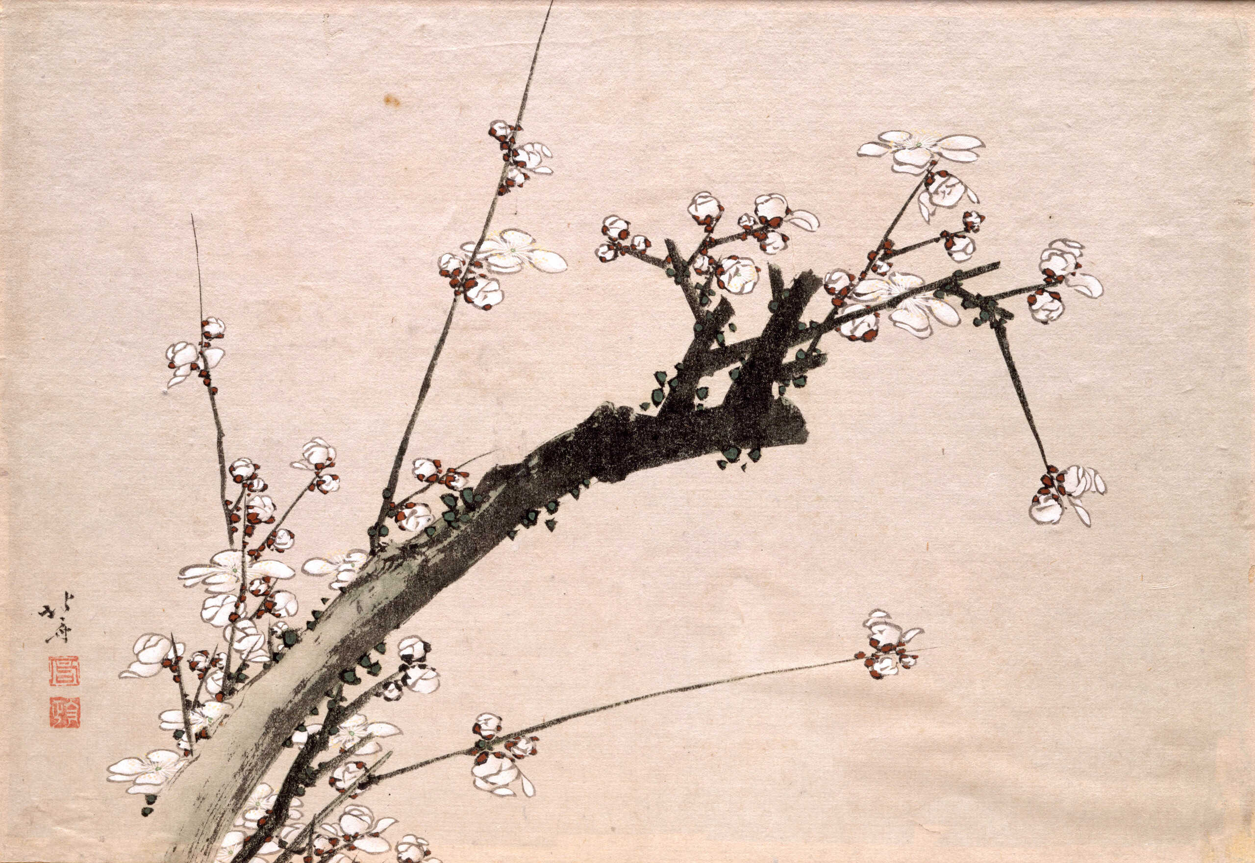 葛飾北斎 「白梅図」印刷工芸 掛軸 掛け軸 絵画 茶掛 春 絵画 日本画 梅樹