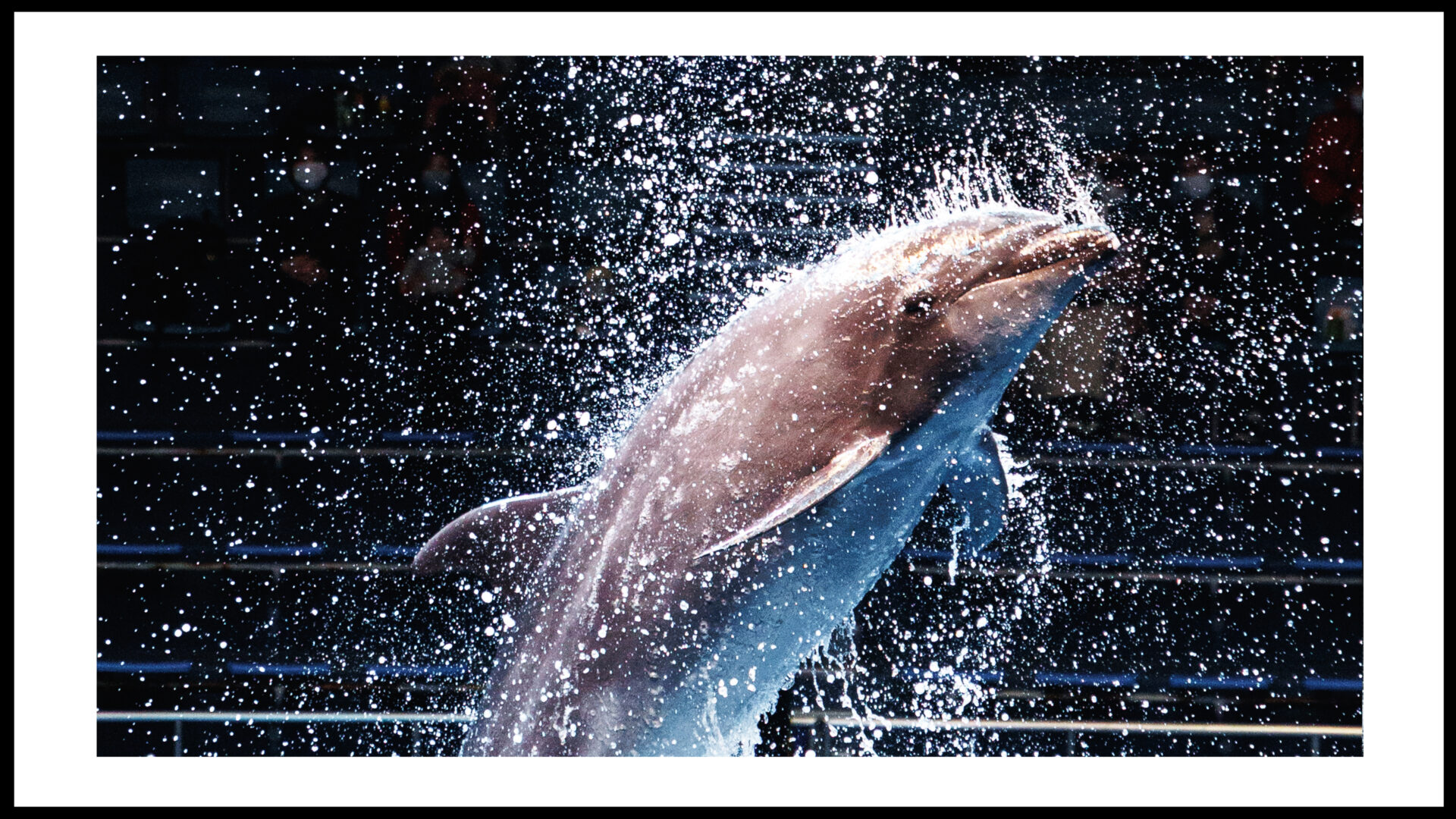 イルカショーを一眼カメラで上手に撮る設定・撮り方を徹底解説