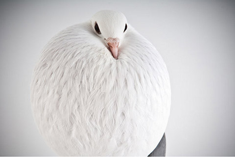 美しい鳩ポッポたち – Can of Good Goodies