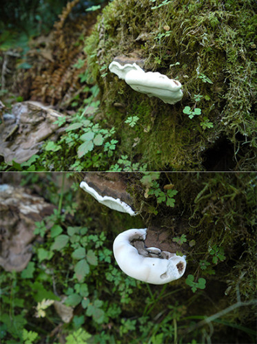 Bracket Fungus・サルノコシカケ – Can of Good Goodies