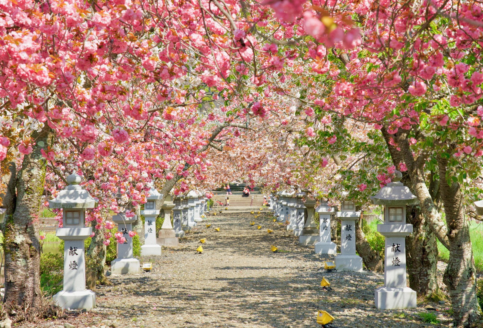 GWに楽しめるかも！？伊香具神社の八重桜 ※ライトアップも有 - 長浜