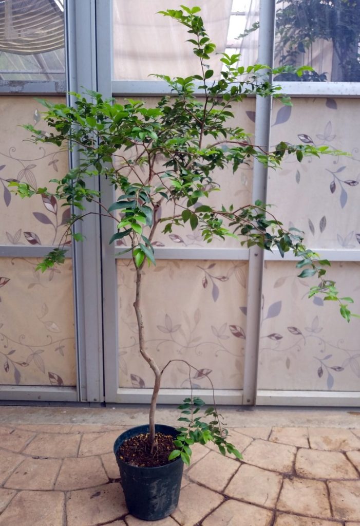 小葉系ジャボチカバ（ブラジル原産） | 西川農園