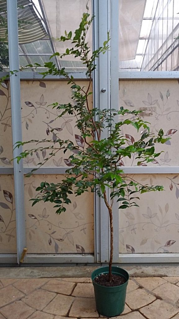 小葉系ジャボチカバ（ブラジル原産） | 西川農園