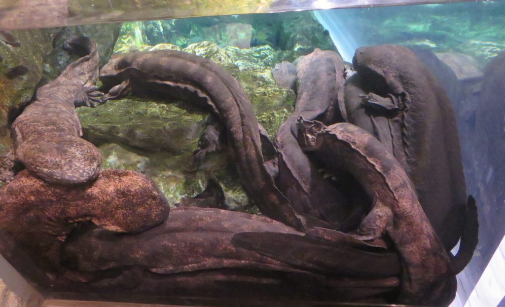 京都水族館の全容【ペンギン相関図にオオサンショウウオ！】 | 生き物