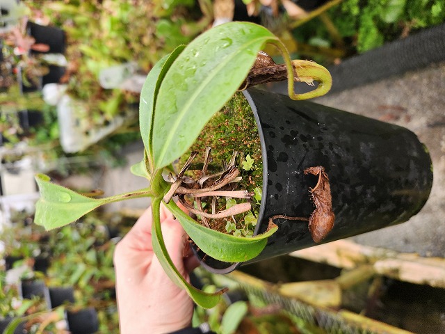 E258 1-1 N. maxima (Menado, Sulawesi) 山本 - Y's Exotics （山田食