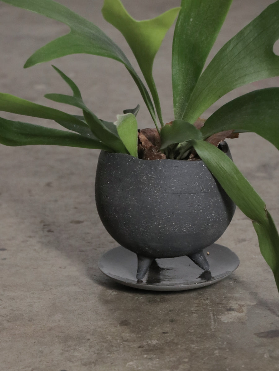 ビカクシダ ネザーランド