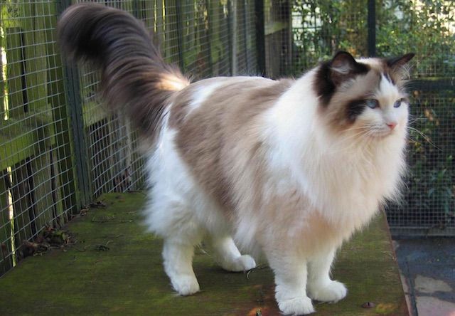 ラグドール(Ragdoll) – 猫の種類＆図鑑 | Cat Press