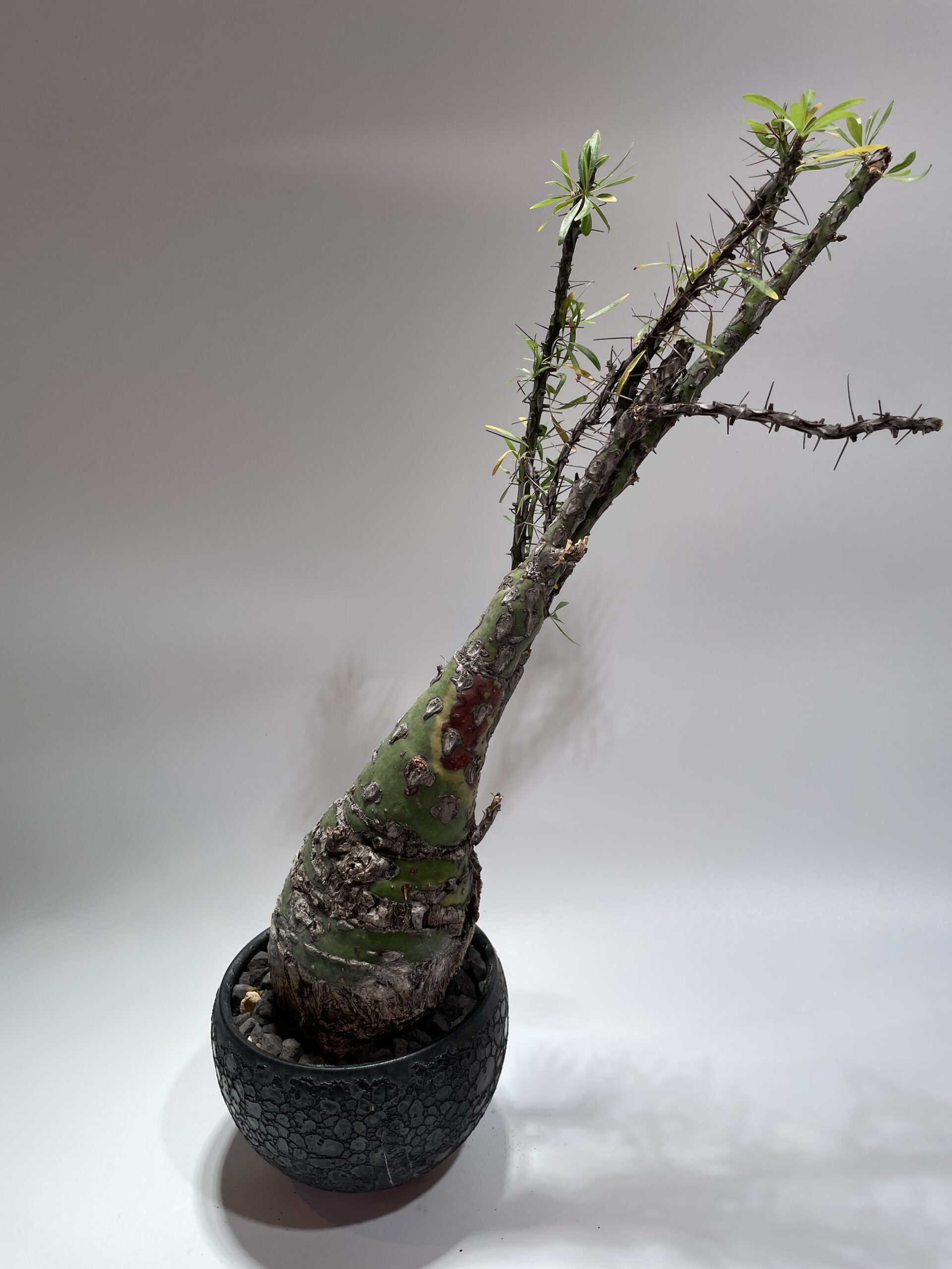 Fouquieria purpusii フォークイエリア・プルプシー 現地球 – Caudex