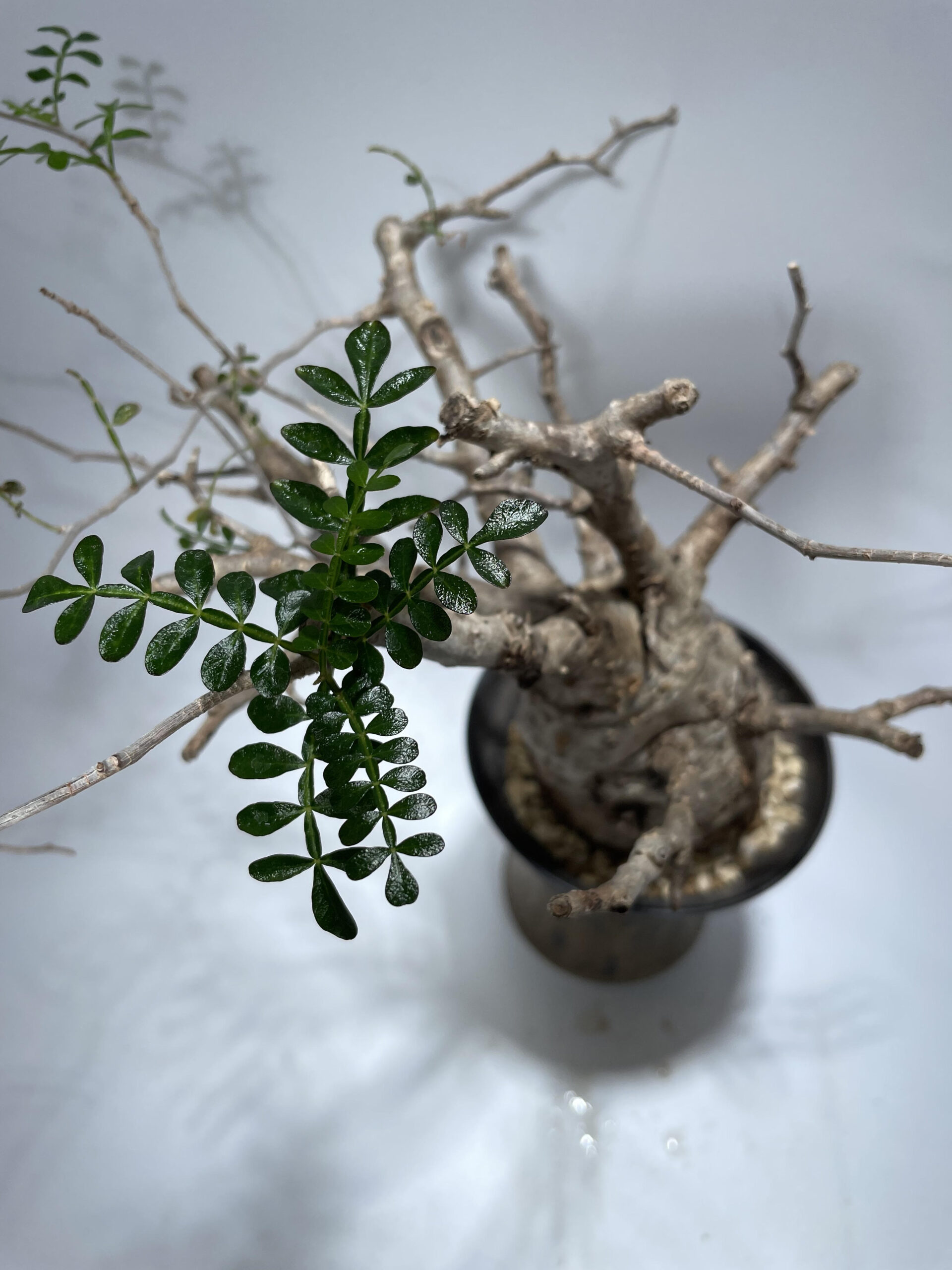 オペルクリカリア パキプス 現地球 – Caudex