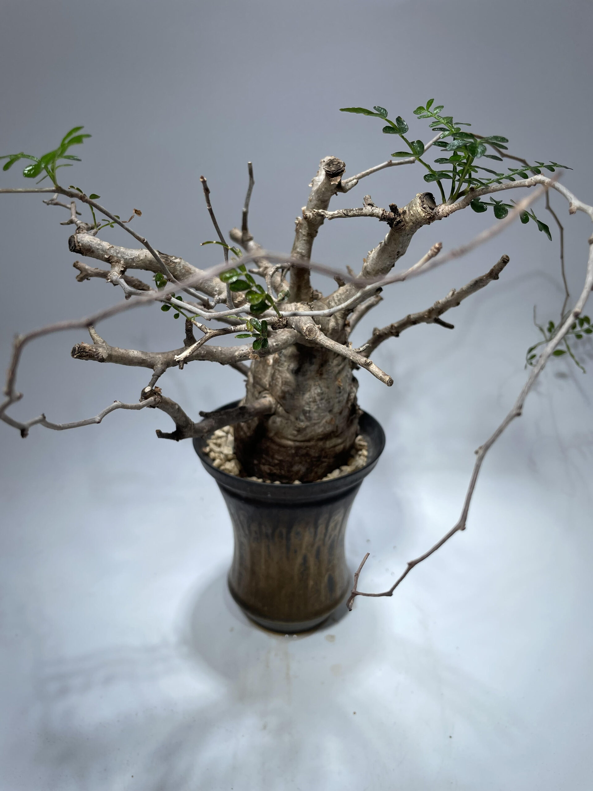 オペルクリカリア パキプス 現地球 – Caudex