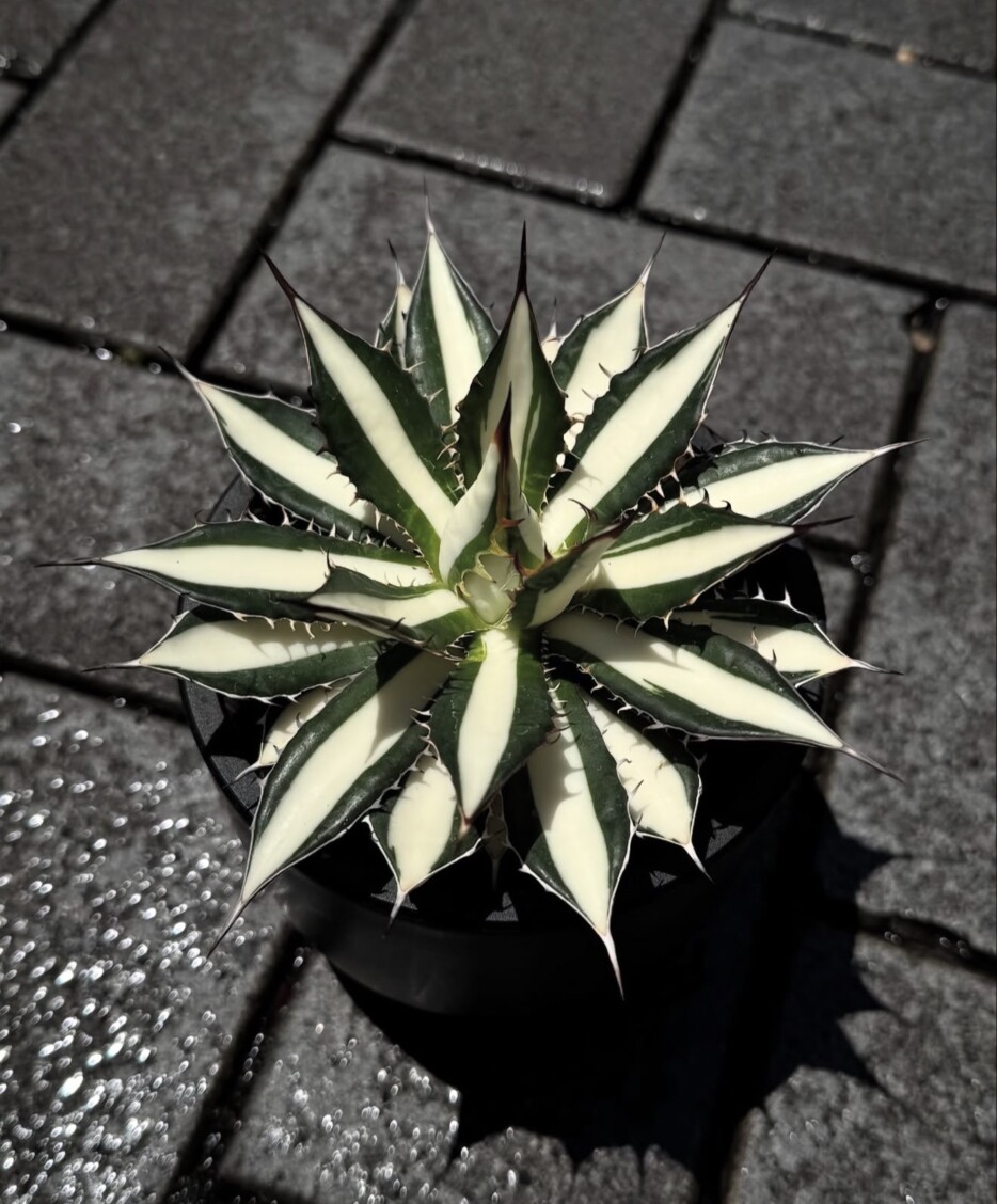 Agave Horrida: 7 Stunning Ways to Grow Beautifully