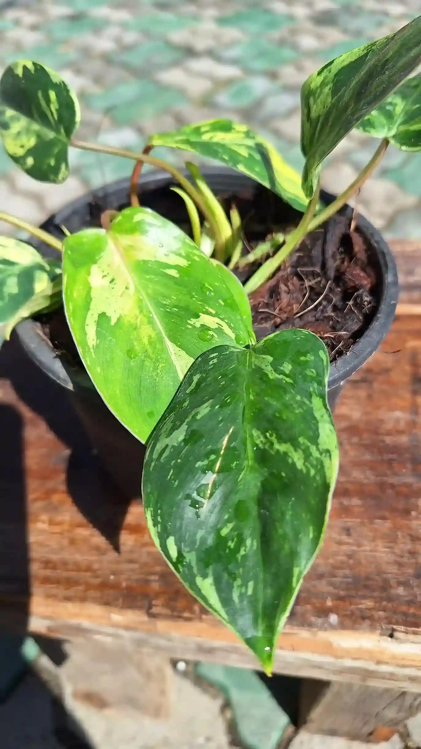Philodendron Emerald Queen Variegated フィロデンドロン エメラルド