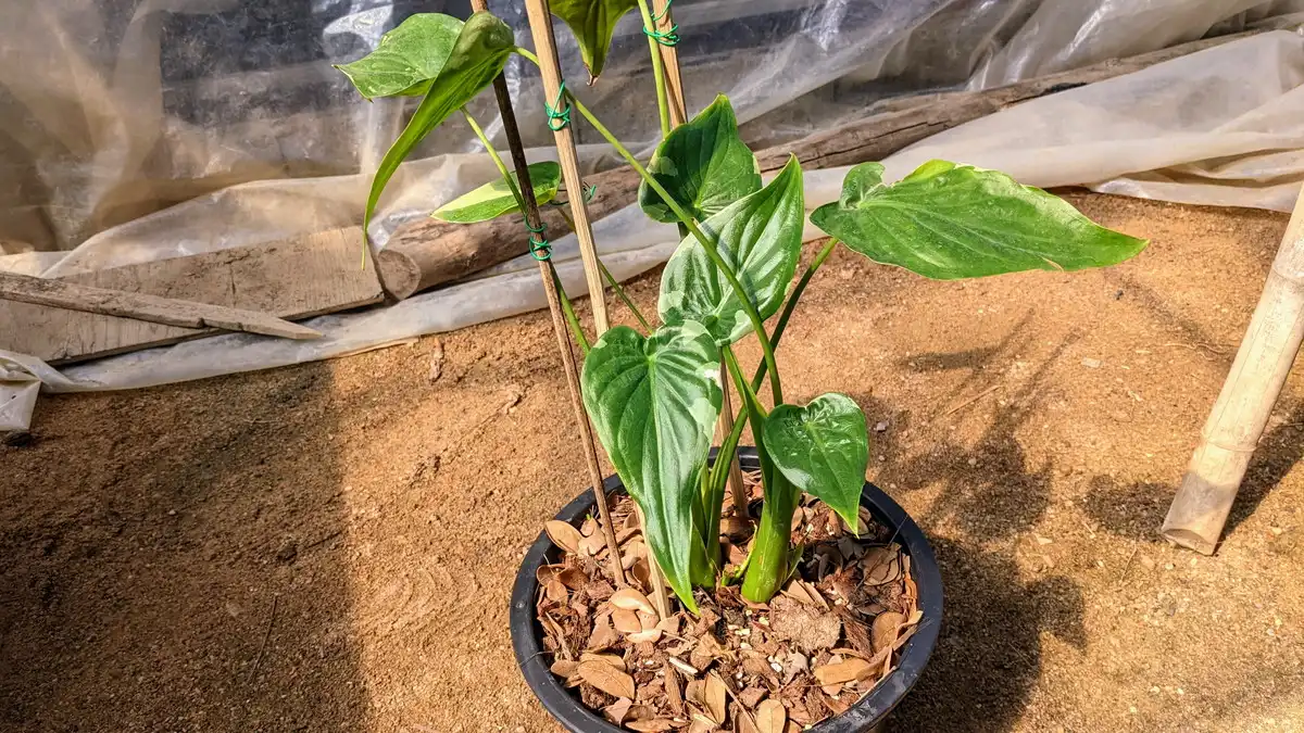Alocasia cucullata white variegated アロカシア ククラータ 斑入り