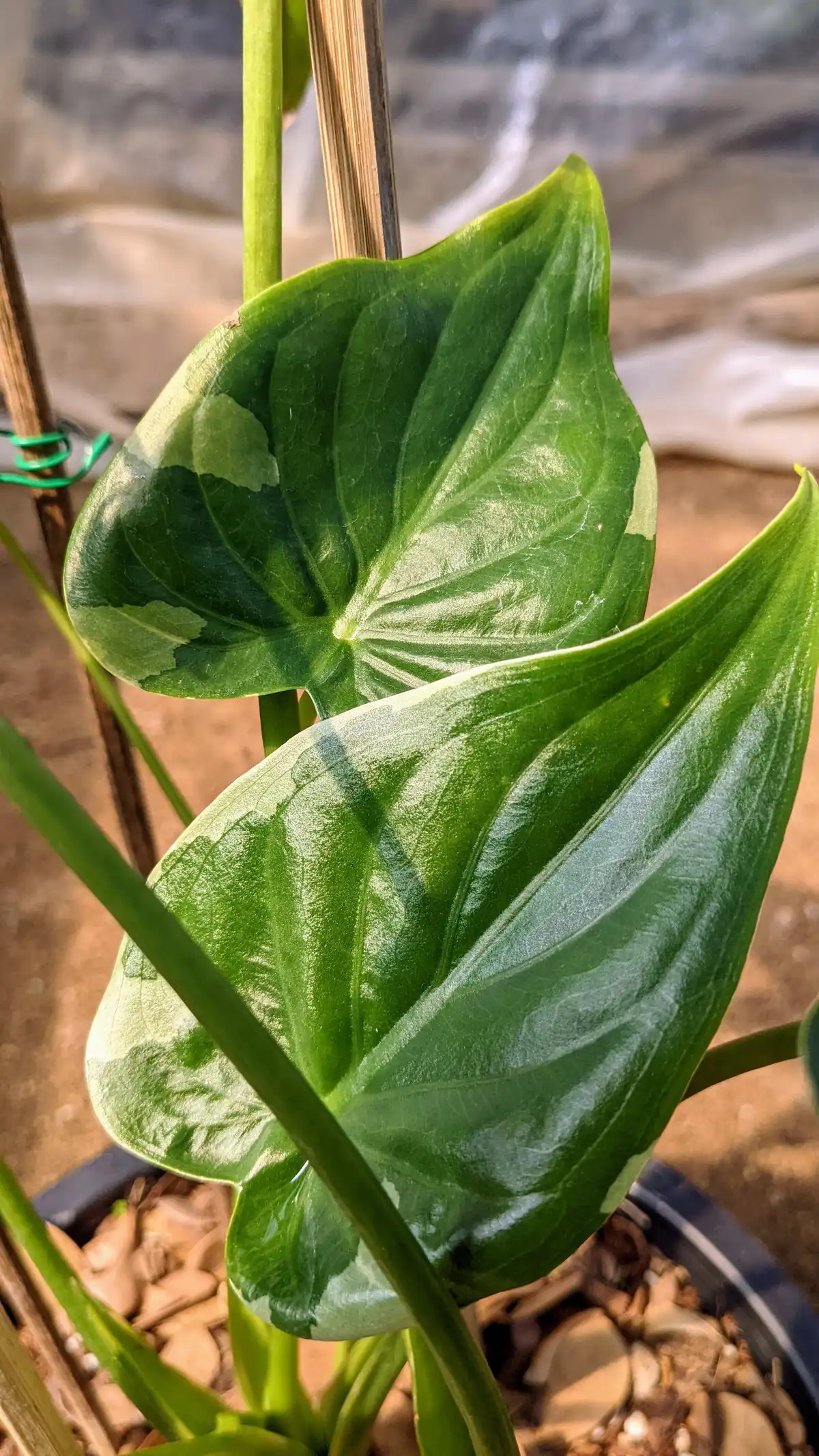 Alocasia cucullata white variegated アロカシア ククラータ 斑入り