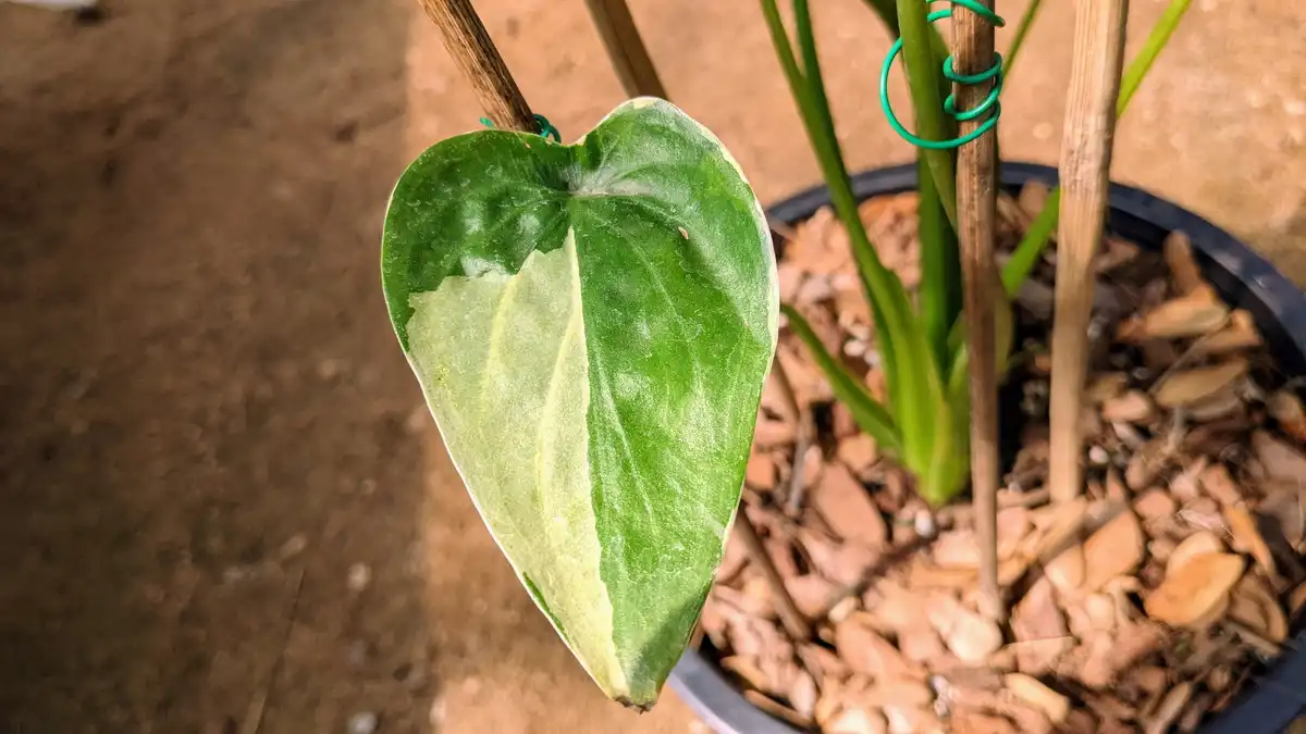 Alocasia cucullata white variegated アロカシア ククラータ 斑入り