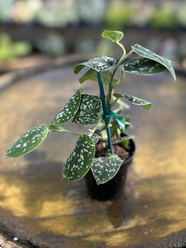 Scindapsus tricolor 3