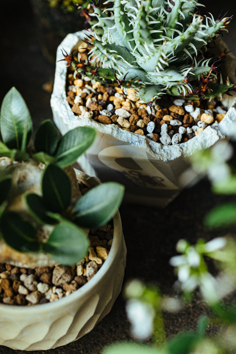 植物とうつわをテーマに、生活に取り込める作品を制作する〈N/OH〉の