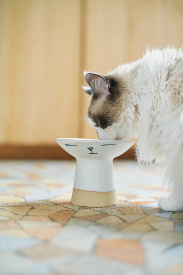MADOKA RINDAL CERAMICS〉と初コラボレーション！ 数量限定で“CAT BOWL