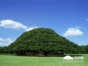 この木なんの木気になる木〜♪ - 人生は娯楽だ！
