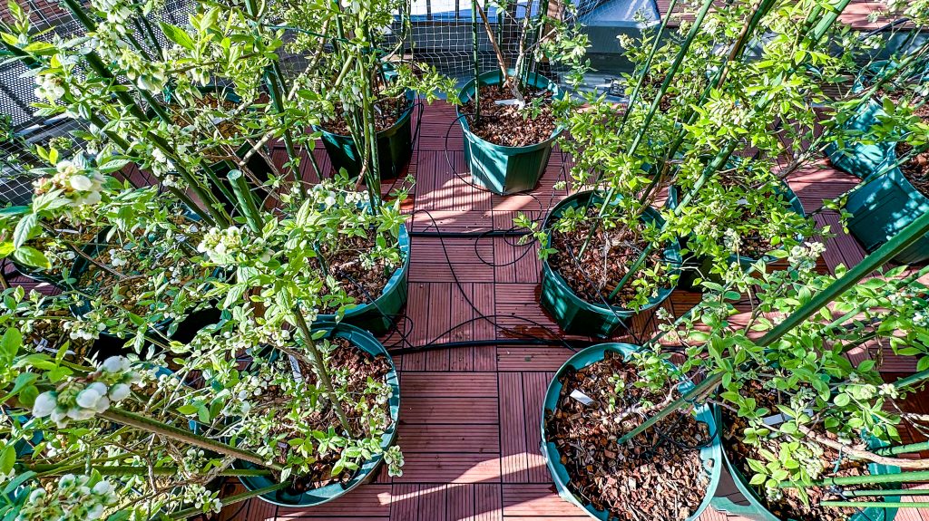 養液栽培にチャレンジ～実践編 - Urban Blueberry's Life