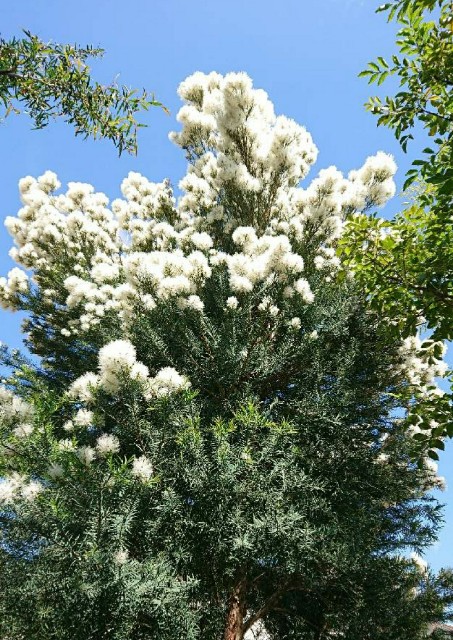 地植えネイティブプランツ① ～メラレウカ スノーインサマー～ - NPB