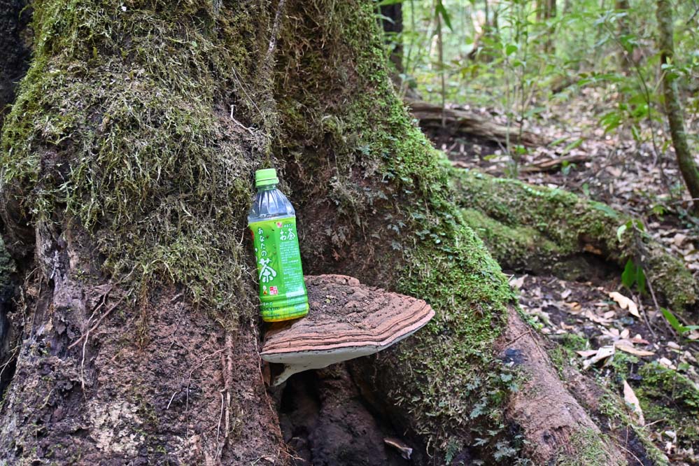 サルノコシカケ 天然 特大サイズ 極希少 さるのこしかけ