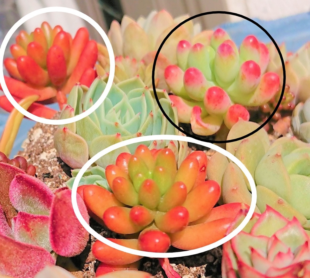 虹の玉と乙女心の違い♡ - オリーブ好きレッサーパンダ