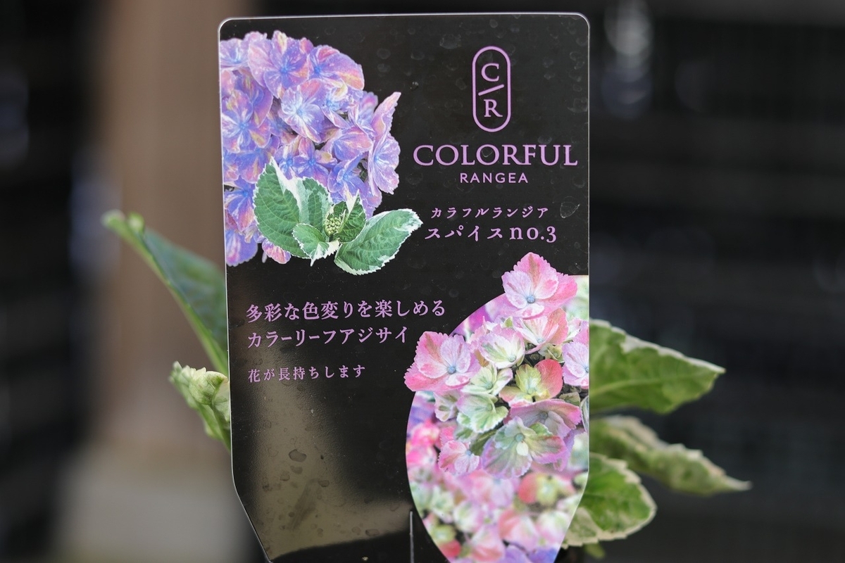 カラフルな紫陽花「カラフルランジア」の魅力 #斑入り - GP-Yamacho