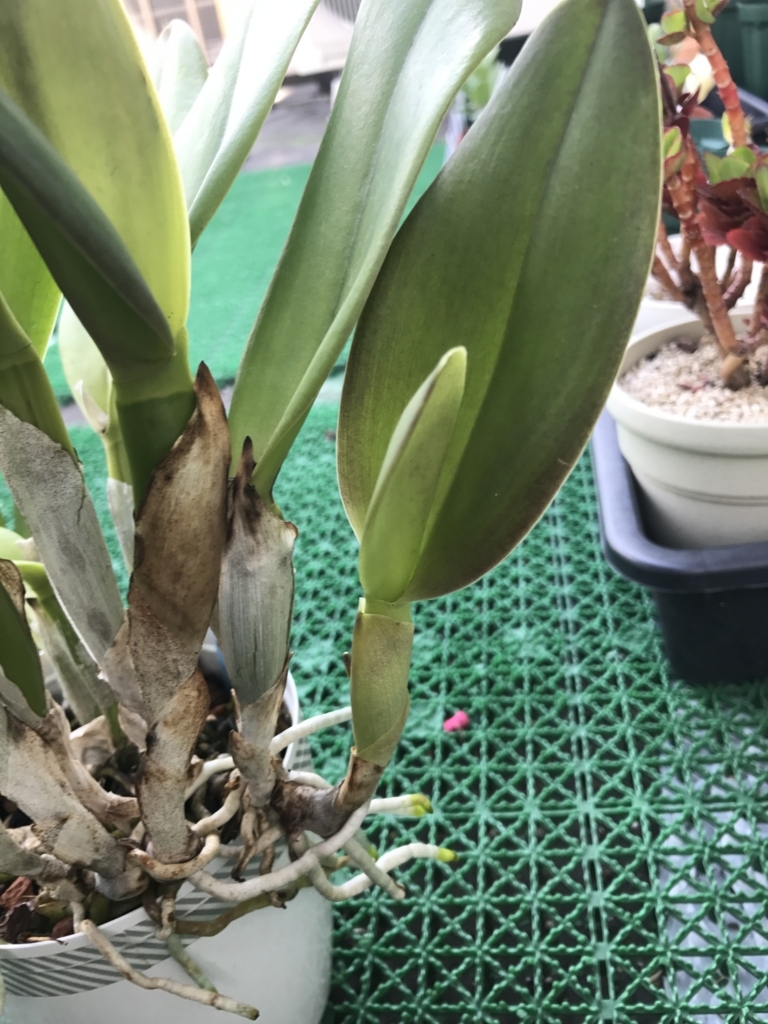 カトレアの蕾と新バルブ - かおりのプランター・ガーデニングブログ