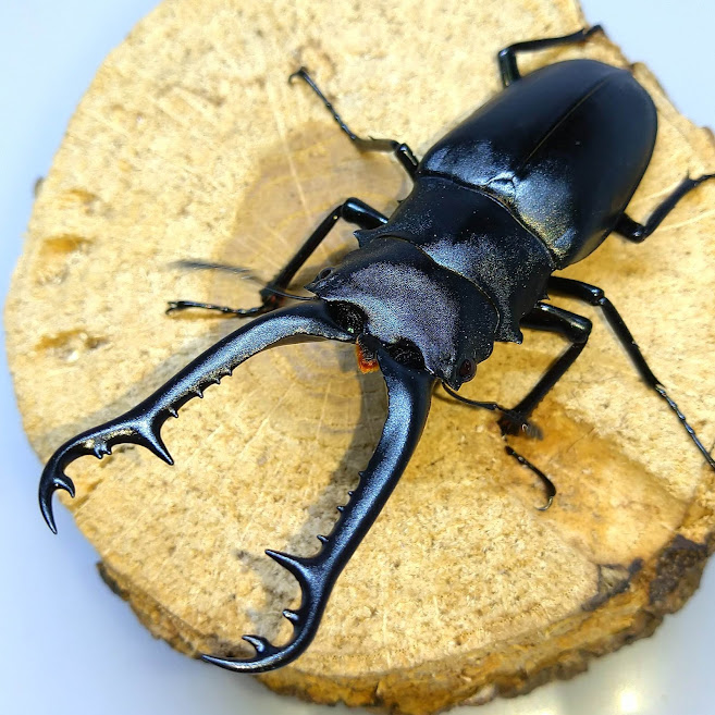 ギラファノコギリクワガタ 亜種keisukei スンバワ島産 WF1 飼育記