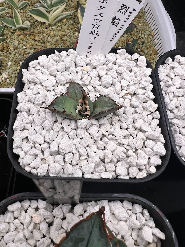 総額70万円超】2023年6月に購入した植物【前編】 - つばさブログ