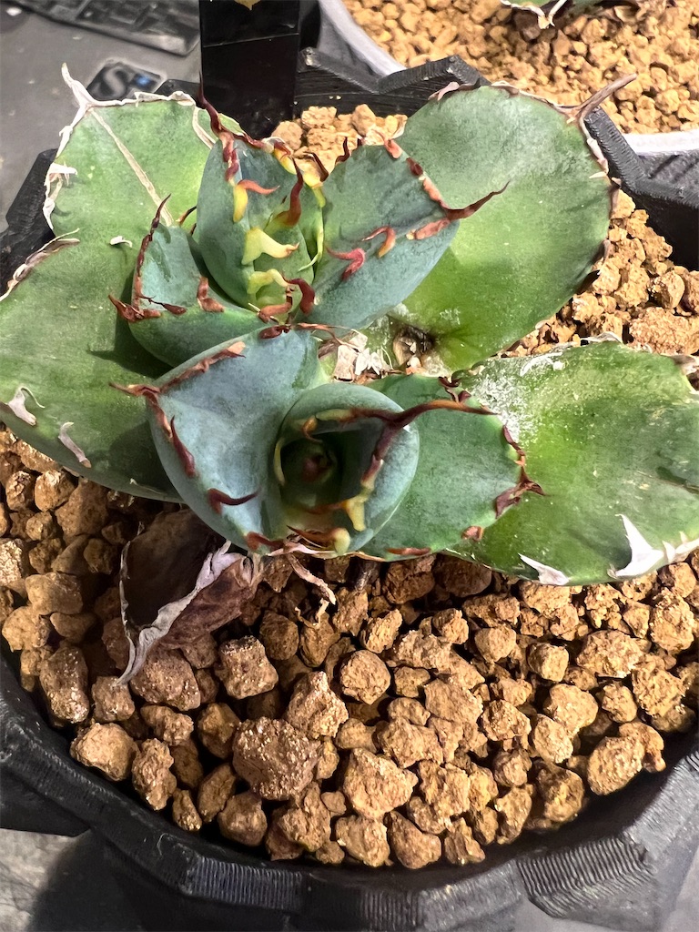 アガベ・チタノタ・黒鯨の胴切りに挑戦しました【子株収穫】 - つばさ