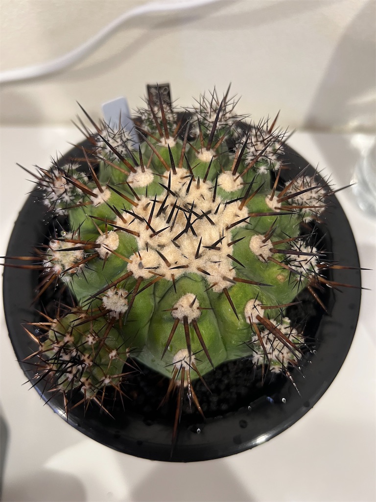 今日の園芸#20】黒王丸の子株収穫【2023/09/27】 - つばさブログ