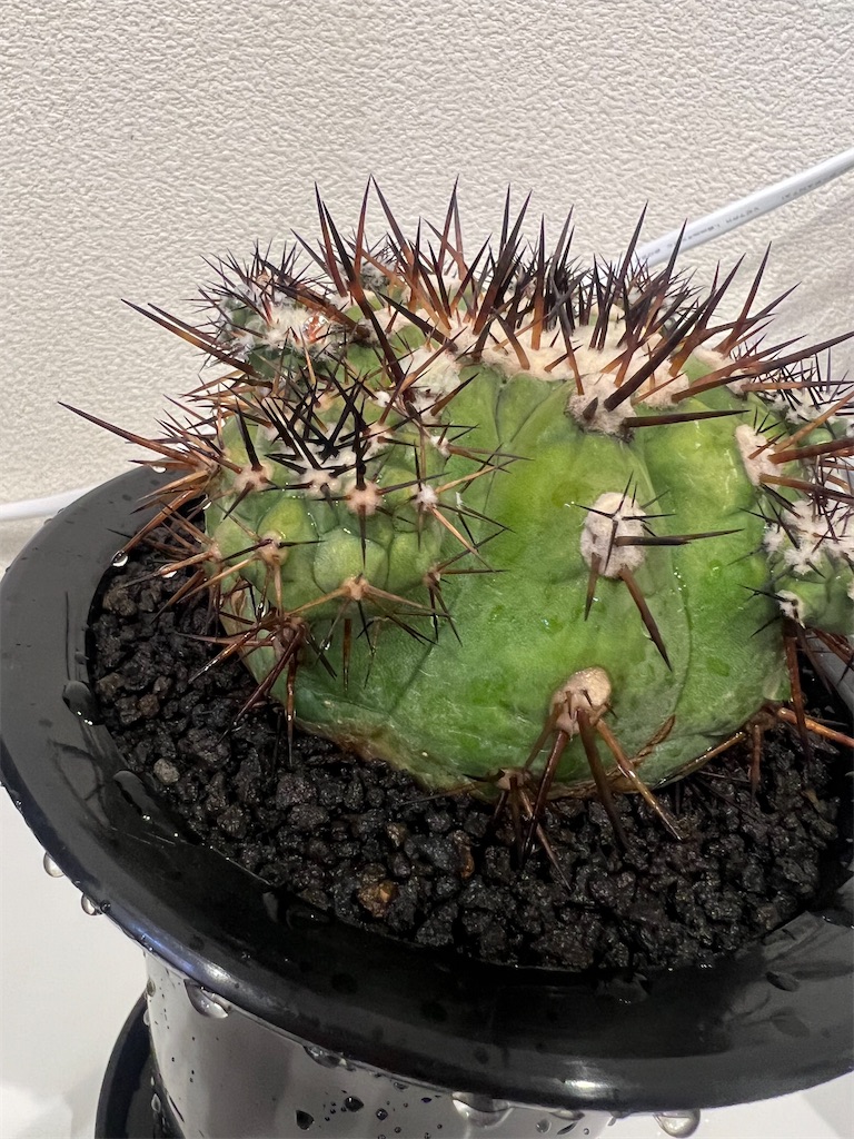 今日の園芸#20】黒王丸の子株収穫【2023/09/27】 - つばさブログ