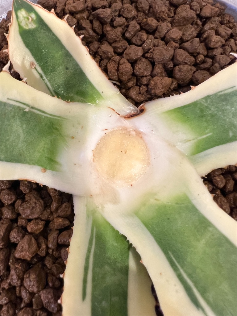 アガベ】スナグルトゥースの胴切りに挑戦してみました【子株繁栄