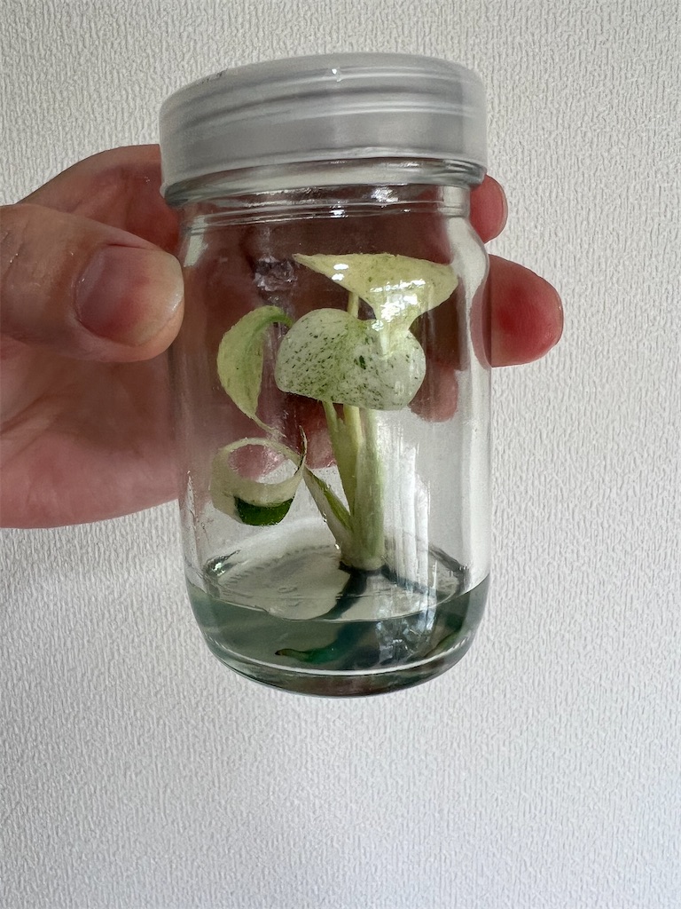 斑入りモンステラのメリクロン（組織培養）苗の順化に挑戦 - つばさブログ