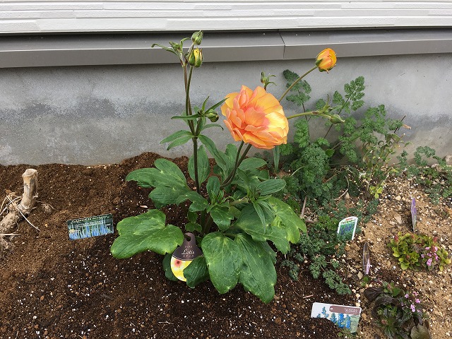 植えっぱなしOKのラナンキュラス・ラックス「ロティス」！ 1年目の