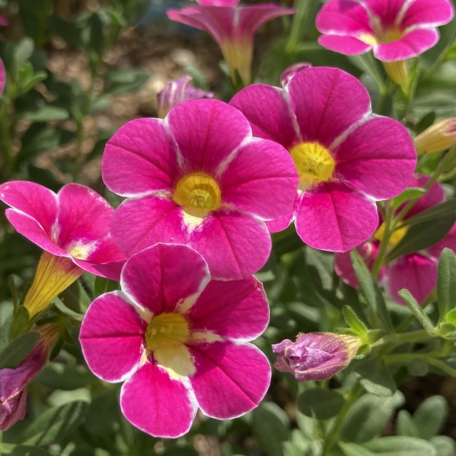 目もくらむような鮮やかな色彩！ カリブラコア・スーパーベル
