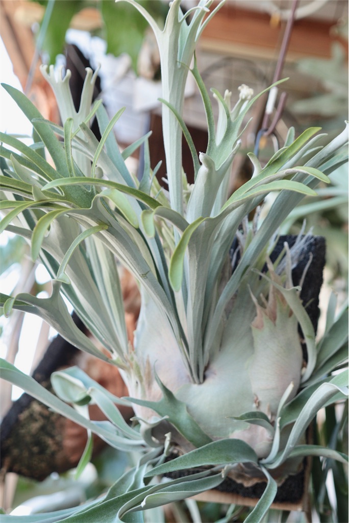 P. veitchii (wild)の成長記録 - bikalog