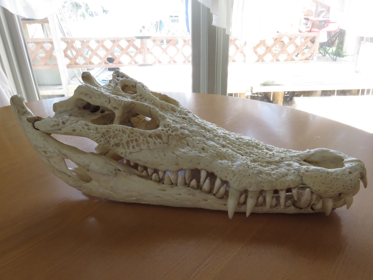 ワニ頭骨 本物のイリエワニ - 虫研 ブログ