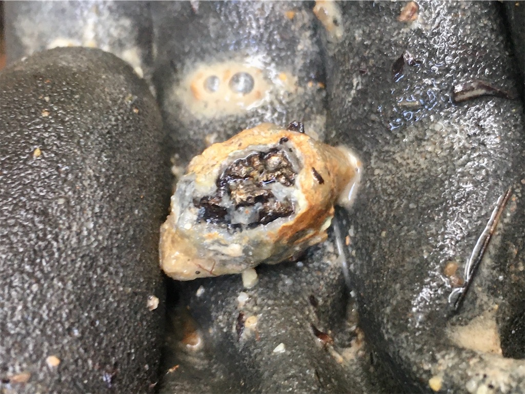 金平糖と毒薬 - 雑多拾いもん