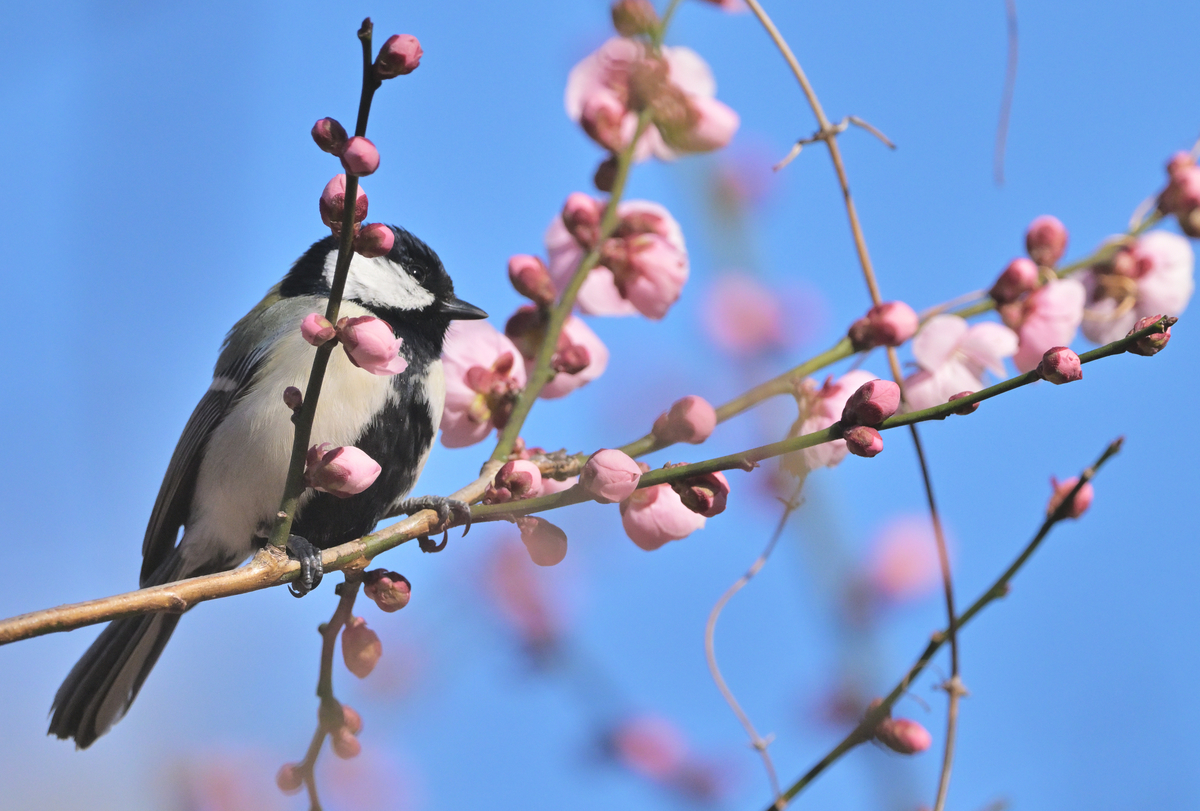 梅は八分咲き。そしてシジュウカラが飛び回ってます。 - chikune's blog