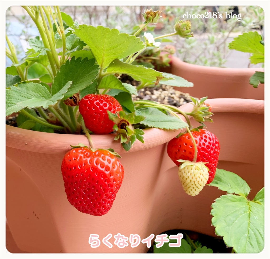 いちごのささやかな収穫 - choco218's blog