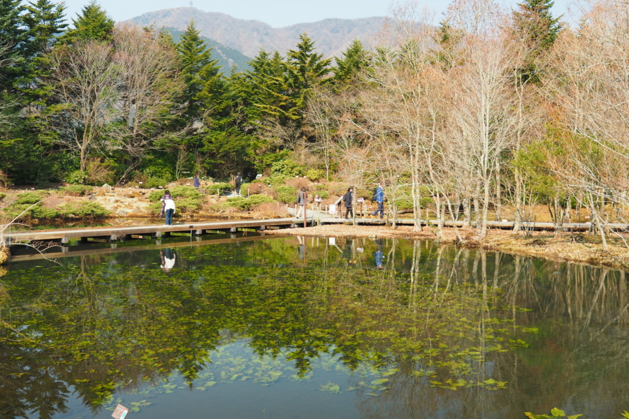 箱根湿生花園（神奈川県箱根） - 水辺遍路