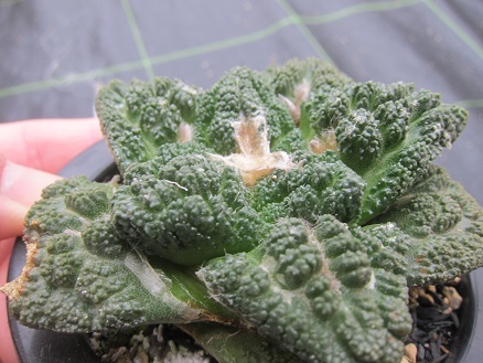 こんがり焼けてたなあ～ ゴジラ系 亀甲牡丹 - うに博士の ゆら～り