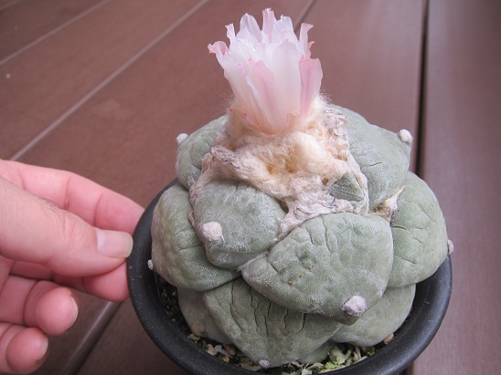 青磁牡丹 いろいろ - うに博士の ゆら～り サボテン研究室