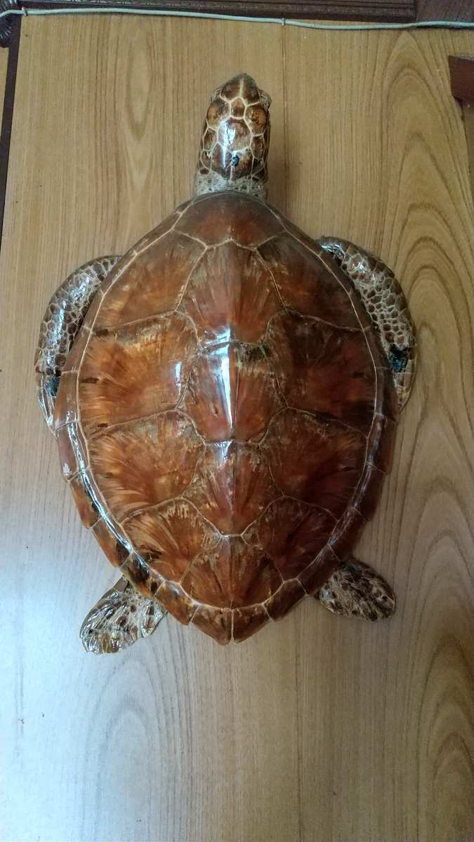 ウミガメの剥製 フリマでの出品を断念 - 細かなことが気になる親父の備忘録