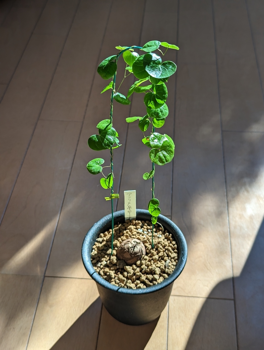 2023年、早速新しい亀甲竜をゲットしました！＋実生5年目アフリカ亀甲