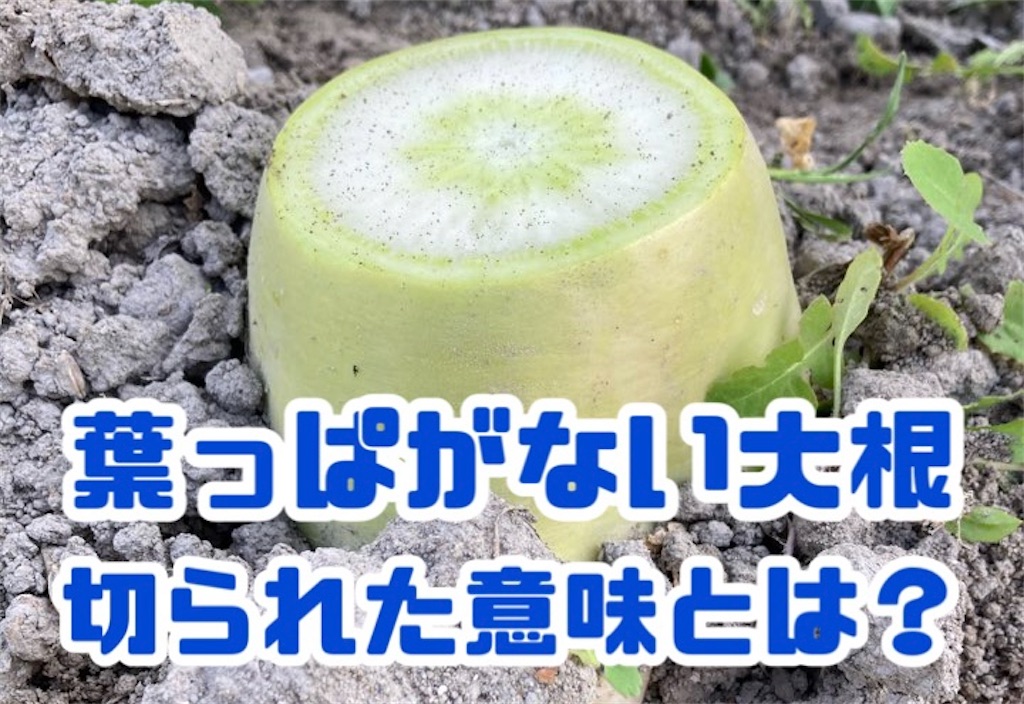 葉っぱが切られた大根は何か？〜畑でダイコンを長期保存する方法 - 小