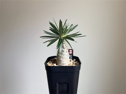 パキポディウム・グラキリスと僕【実生約4年目のグラキリスの成長と